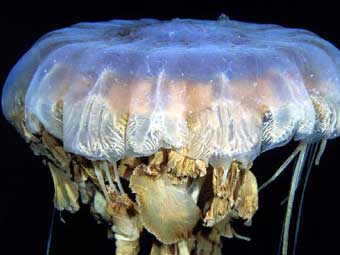 В водах Антарктиды нашли гигантских медуз