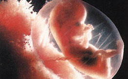 Первый гибридный эмбрион человека и животного получен в Великобритании