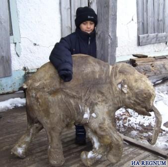Найденный на Ямале мамонтeнок Люба сохранился целиком, только хвост отгрызен