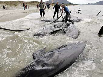 Зоологи обвинили в гибели китов на Гебридских островах эхолокаторы