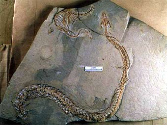 С помощью рентгена ученые нашли конечности у змей