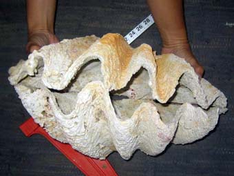 Первобытные люди съели почти всех гигантских моллюсков