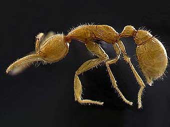 Ученые нашли древнейший вид муравьев