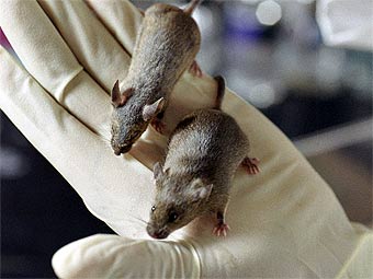 Речевой ген человека научил мышей пищать баритоном