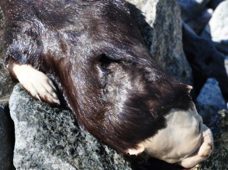 В Канаде обнаружили свою чупакабру: тело выдры, а голова кабана