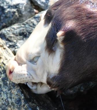 В Канаде обнаружили свою чупакабру: тело выдры, а голова кабана