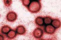 Ученые приблизились к разгадке смертоносности пандемии гриппа 1918-19 гг.