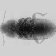 Один из исследованных жуков под рентгеном. Сеть трахей видна в виде белых трубочек (фото Alexander Kaiser).