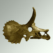 Один из черепов молодого трицератопса, изучавшихся авторами исследования (фото John Horner, Mark Goodwin).