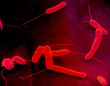 Отдел Firmicutes царства бактерий насчитывает около 2,5 тысяч видов 