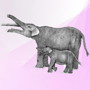 Маленький слон на переднем плане — недавно открытый Eritreum melakeghebrekristosi, живший 27 миллионов лет назад. На заднем плане — более современный Gomphotherium angustidens, существовавший в период между 12 и 2 миллионами лет назад (иллюстрация Gary H. Marchant).