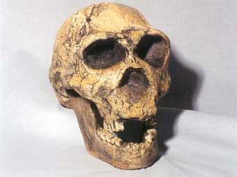   Череп Homo ergaster. Фото с сайта skulls-skeletons.com 