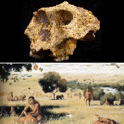 Череп Paranthropus Robustus, найденный в Южной Африке. Внизу: ранние гоминиды Robustus в саванне (фото Darryl Deruiter/Texas A&M University, иллюстрация Walter Voigt).