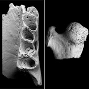Кусок челюсти и часть бедренной кости — немногие фрагменты, которые остались от ископаемого создания