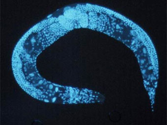 Caenorhabditis elegans, фото MIT.