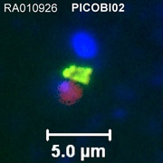 Этот организм имеет размеры 2 х 5 микрометра. Пояснения к цветам - в тексте (фото Fabrice Not/Station Biologique de Roscoff).