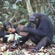 Применение камней в качестве молотков у шимпанзе — довольно широко распространено. Но возраст такого умения - точно неизвестен (фото Christophe Boesch)