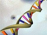 Ученые расшифровали последнюю хромосому человека