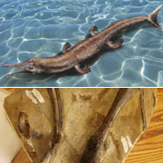 Юрский крокодил и некоторые из его останков: рёбра и плечевая кость передней ноги 