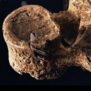 Свидетельство жестокого убийства 5,5-тысячелетней давности: позвонок с куском наконечника стрелы 