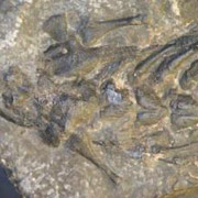 В длину древняя змееподобная ящерица насчитывала 30 сантиметров 