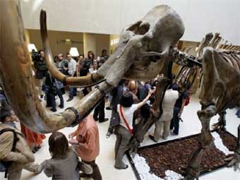 Скелет мамонта на аукционе Christie's в Париже