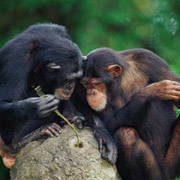 Шимпанзе добывают пищу при помощи инструментов 
