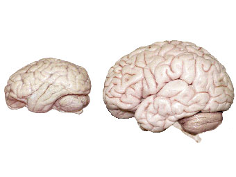 Мозг обезьяны бонобо и человека (справа). 