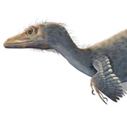 Новый динозавр обладал целым рядом черт птиц
