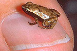 Лягушка зооглоссус Гарднера (Sooglossus gardineri). Взрослая особь не превышает в длину 11 миллиметров. 